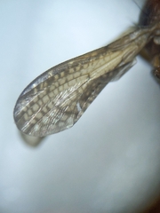 Sciomyzidae