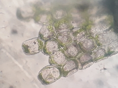 Telaranea perfragilis