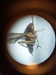 Sciomyzidae