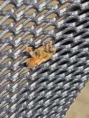 Apis mellifera
