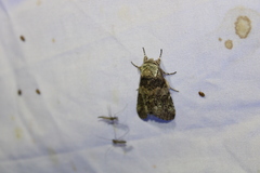Macrurocampa marthesia