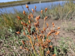 Fimbristylis castanea