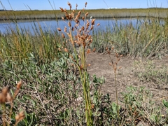Fimbristylis castanea