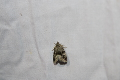 Protodeltote muscosula