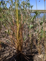 Fimbristylis castanea