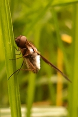 Bombyliidae