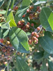 Ilex
