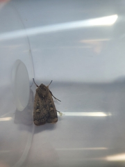 Xestia xanthographa