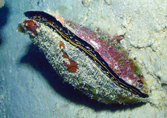 Atrina vexillum
