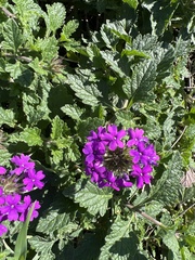 Glandularia canadensis