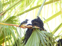 Dryobates nuttallii × scalaris