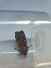 Noctua pronuba
