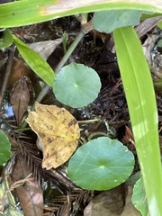 Hydrocotyle verticillata
