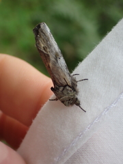 Heterocampini