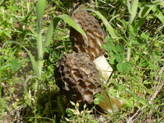 Morchella