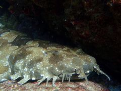 Orectolobus maculatus