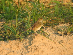 Ammodramus aurifrons