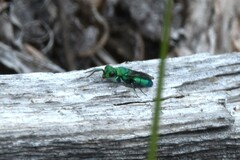 Chrysura