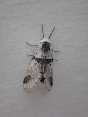 Furcula scolopendrina