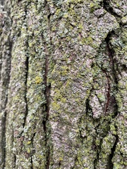 Physcia millegrana