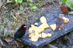 Ramphocelus carbo