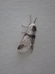 Furcula scolopendrina