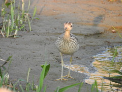 Bartramia longicauda