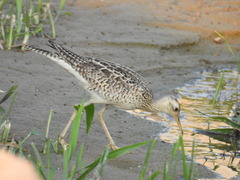 Bartramia longicauda