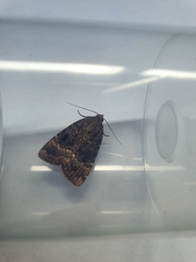 Amphipyra pyramidea