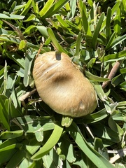 Stropharia coronilla