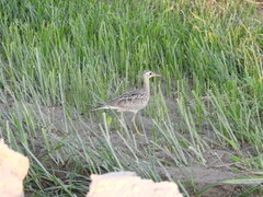 Bartramia longicauda