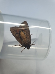 Amphipyra pyramidea