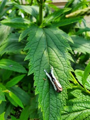 Eudryas unio