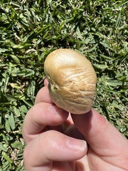 Stropharia coronilla