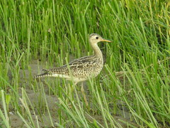 Bartramia longicauda