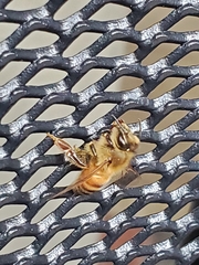 Apis mellifera