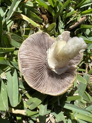 Stropharia coronilla