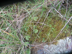 Muehlenbeckia australis