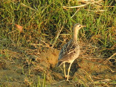 Bartramia longicauda