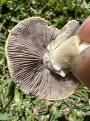 Stropharia coronilla