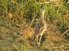 Bartramia longicauda