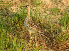 Bartramia longicauda