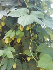 Humulus