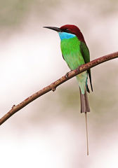 Merops viridis
