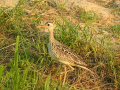 Bartramia longicauda