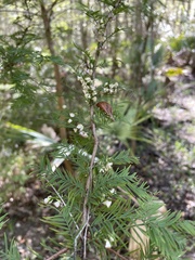 Taxodiomyia cupressi