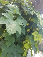 Humulus