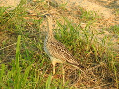 Bartramia longicauda