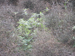 Urtica ferox