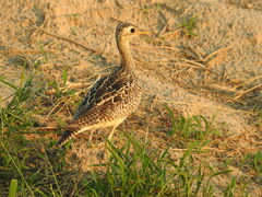 Bartramia longicauda